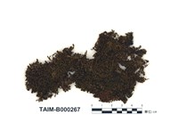 藏品(日本簑苔)的圖片